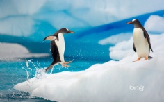 GentooPenguins1920x12006-21-2012 3_51_27 PM Bing Desktop